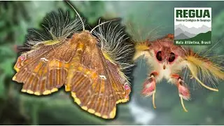 Ultra Hairy Moth: Sosxetra grata (Noctuidae) from REGUA, Brazil