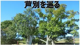 【芦別】三本なら・黄金水松・周堤墓・滝里ダム湖