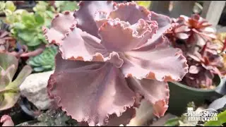 Succulent success depends on sun vs  shade
