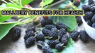 Grow Mulberry in Containers | How to Grow Mulberry Tree in Pots | Growing Mulberries at Home |