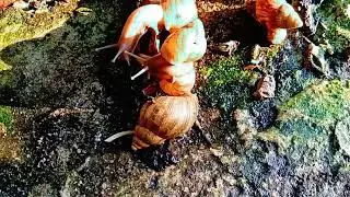 Unveiling the Mysteries: Understanding Brown Snails in Your Backyard 