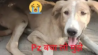 gang of street dogs attacked home less dog  #street  dogs bella