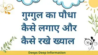गुग्गुल का पौधा केसे लगाए और कैसे रखे ख्याल how to grow guggul tree