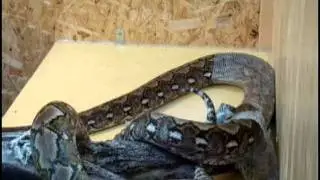 Netzpython