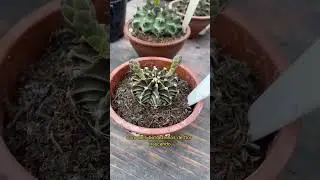 Veja como crescem as flores deste cacto 😱 Gymnocalycium Mihanovichii- Cactos e Suculentas da Jojo