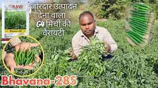 Bhavana-285🌶️ Chilli| G4 chillies with vigorous production | Ravi Hybrid Seeds | Karan Gupta | AG...
