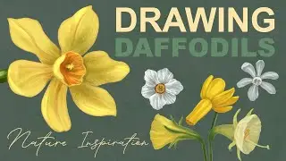 Learning Through Daffodil Flowers: Narcissus Botanical Study