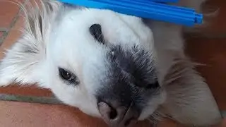 YOU MUST WATCH these AMAZING DOG videos - Funny DOG compilation