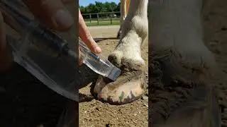 Horse🐎❤️#farrier #hooftriming #horse #satisfying #asmr