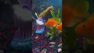 Feeding frenzy Big Oscar and Blood parrot cichlids