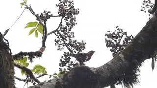 Male dark-breasted rosefinch enjoying berries at Mishmi hills, Arunachal Pradesh, India 