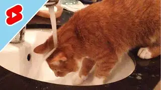 And I thought cats didn&rsquo;t like water 😹💦 #shorts #cat #catlogic