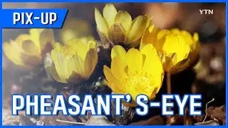 [PIX-UP] Pheasant's-eye -- Harbinger of Spring / YTN KOREAN