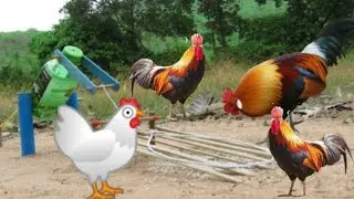 Chicken Trap Using Aloe Bottle With Blue Pipe & Bamboo - The First Creative Bird Trap