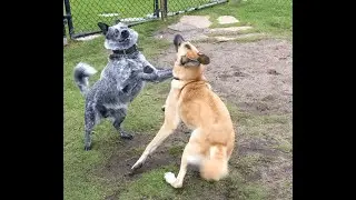 Blue Australian Cattle Dog vs. Belgian Malinois | High-Energy Play at the Dog Park! 🐶🔥