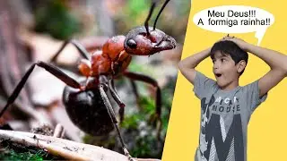 Início da colônia de formigas, captura da rainha - Parte 1