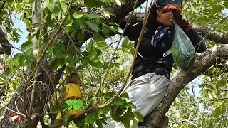 OMG! Baby Monkey Ploy Allow Mom To Climbing High Tree