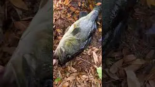 HUGE BASS On A Beetle Spin! My New PB! #fishing #bassfishing #ultralightfishing #shorts