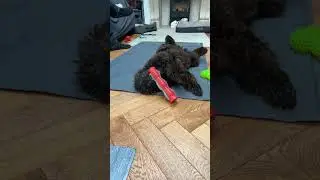 😂😂 #music #pedro #dogs #puppies #aww #cute #viral #pugapoo #hair #awww #play