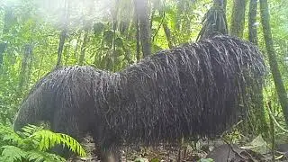 Wildlands Studies - Camera Trapping in Ecuador