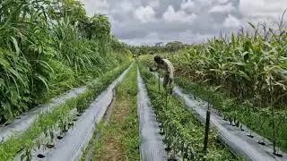 THE OLD FARMER&rsquo;S SECRET MANUAL BAMBOO FENCE TECHNIQUE FOR CHILI FIELDS! -Agriculture Farming