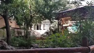 Белощёкая тимелия  ( Garrulax)
