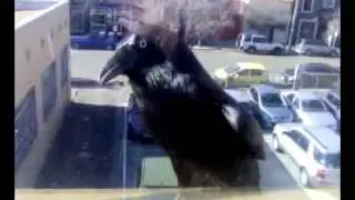 Crow vs mirror