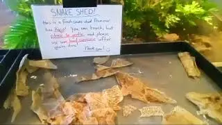 🐍 Snake Shed! You Can Touch Shedded 🐍 Snake Skin on the Third Floor of the Rochester Museum and Scie