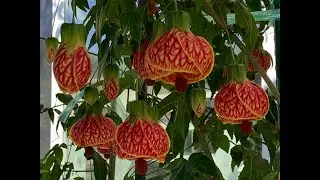 44. TIGER EYE FLOWERING MAPLE . CHINESE LANTERN FLOWER  (Flower season again). PHUONGTIMS USA