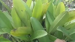 Wild orchids, perfect for lazy people.