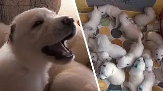 17 Puppies Part of Rare Breed Born to Mom in 18 Hours
