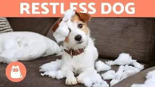 My dog is VERY RESTLESS, What Do I Do? 🐶 5 Ways to Reduce STRESS