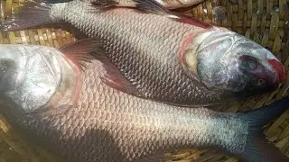 Namkhana wholesale fish market | Badsha fish vlog #shorts