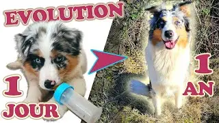 Mon Berger Australien : de 1 jour à 1 an ♥ !
