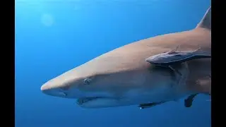 Ledges and wrecks with Scuba Works 4K