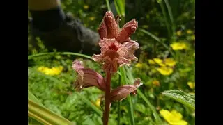 Garden Answer: 199 Species in Genus Orobanche
