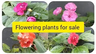 These beauties are enough to make the garden beautiful. #beautiful flowering plants for sale #onl...