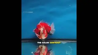 CERTIFIED QUALITY: 🥉 Ryukin Red White Secures Third Place at Major Goldfish Championship