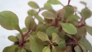 Lobelia sp. mini -  Carpet Aquarium Plant