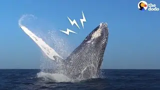 Whale Rescued From Fishing Net Thanks Rescuers In THE BEST Way | The Dodo