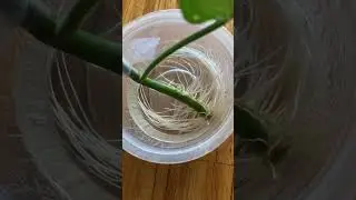 Grow a ton of tomato plants! How to make new plants