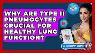 Why Are Type II Pneumocytes Crucial For Healthy Lung Function? - All About Anatomy Answers
