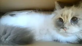 Blue eyed fluffy cat hiding in a box | 4K