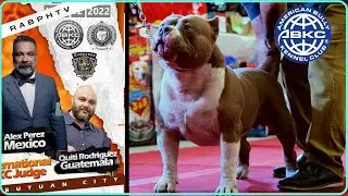 RABPHTV: United Mindanao Bully MPBC Timberman Bullies ABKC Show