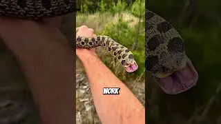 The Snake That Plays Dead