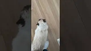 Approaching my cat with Death&rsquo;s whistle