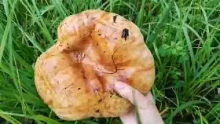 Нашли ОГРОМНЫЕ ГРИБЫ 🍄 Свинушка толстая / Майская рядовка / Подберезовик