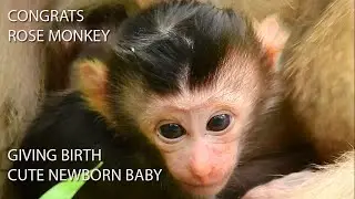 Breaking News!Congratulation On Pigtail Rose Monkey Give Birth A Cute Newborn Baby Last Night