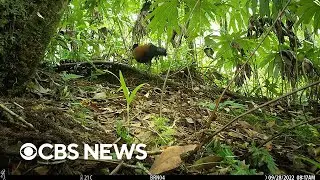 Bird not seen for 140 years captured on camera