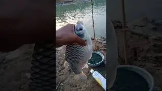 mancing liar, ikan tawes umpan rumput, #mancing #mancingikan #mancingliar